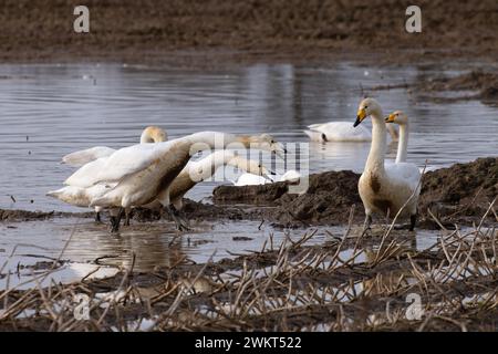 Cygne (Cygnus cygnus) suppliant le jeune Norfolk 2024 Banque D'Images