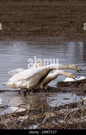 Cygne (Cygnus cygnus) suppliant le jeune Norfolk 2024 Banque D'Images