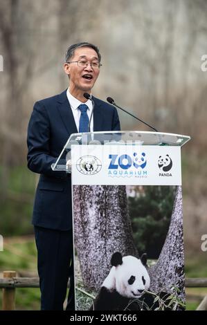 Madrid, Espagne. 22 février 2024. L’ambassadeur de la République de Chine, Yao Jing, s’adresse à la presse au zoo de Madrid. Les panda géants (Hua Zui Ba et Bing Sing) résidant dans les installations du zoo de Madrid depuis 2007 et leurs 3 bébés, retourneront à leur lieu d’origine, la ville chinoise de Chengdu, à la fin du mois. La ville de Madrid recevra une nouvelle paire d'ours panda au printemps prochain, poursuivant ainsi le programme de collaboration entre le zoo de la capitale et l'Association chinoise pour la conservation et l'élevage de cette espèce. Crédit : Marcos del Mazo/Alamy Live News Banque D'Images