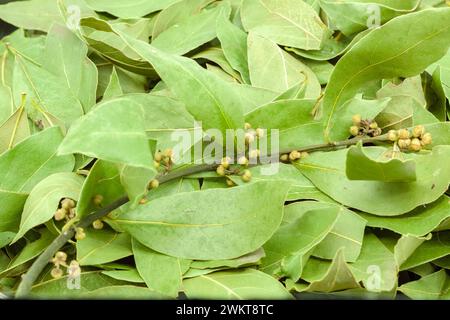 Feuilles de laurier semi-séchées pour assaisonnement utilisées en cuisine. Mise au point sélective avec faible profondeur de champ. Banque D'Images