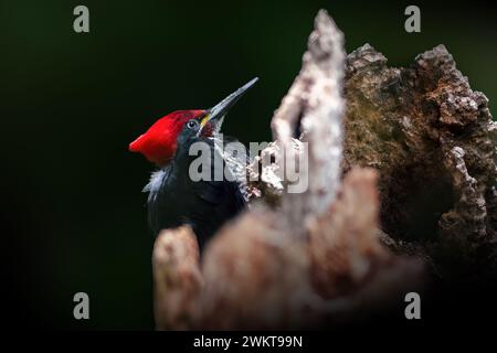 Pic ligné (Dryocopus lineatus) Banque D'Images