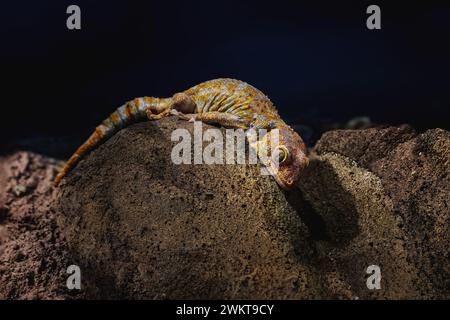 Tokay Gecko (Gekko gecko) - lézard Banque D'Images