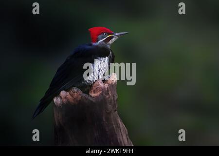 Pic ligné (Dryocopus lineatus) Banque D'Images