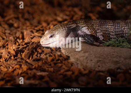 Lézard à tonalités bleues (Tiliqua scincoides) ou peau à tonalités bleues Banque D'Images