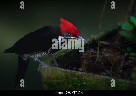 Pic ligné (Dryocopus lineatus) Banque D'Images