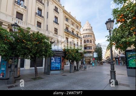 Une rangée d'arbres avec des oranges amères déchirées sur la Calle Cruz Conde est l'une des rues principales de Cordoue, composée de magasins haut de gamme et bien connus Banque D'Images