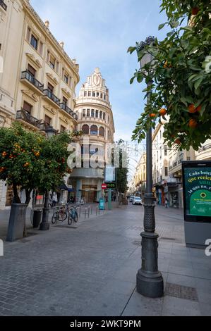 Une rangée d'arbres avec des oranges amères déchirées sur la Calle Cruz Conde est l'une des rues principales de Cordoue, composée de magasins haut de gamme et bien connus Banque D'Images