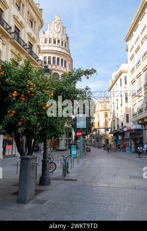 Une rangée d'arbres avec des oranges amères déchirées sur la Calle Cruz Conde est l'une des rues principales de Cordoue, composée de magasins haut de gamme et bien connus Banque D'Images