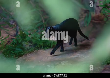 Chat de Geoffroy noir (Leopardus geoffroyi) - mélanistique Banque D'Images