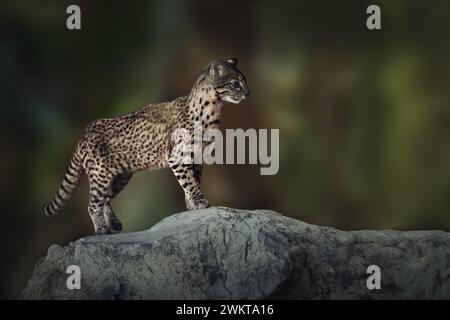 Chat de Geoffroy (Leopardus geoffroyi) - chat sauvage d'Amérique du Sud Banque D'Images