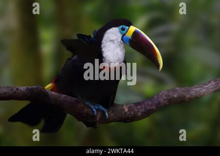 Toucan à gorge blanche (Ramphastos tucanus) Banque D'Images