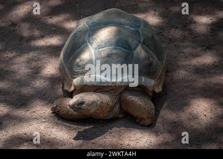 Tortue géante d'Aldabra (Aldabrachelys gigantea) Banque D'Images