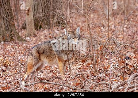 Un coyote est à l'attention de presque se fondre dans les couleurs d'automne de la forêt. Le coyote fixe la caméra. Arrière-plan de la déclinante orange le Banque D'Images