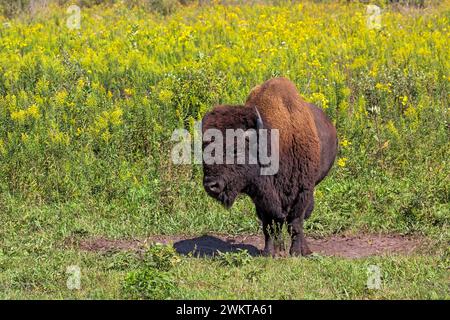 Un buffle se dresse dans sa jachère sèche au milieu d'une prairie de fleurs dorées. Banque D'Images