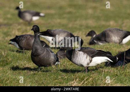 Les oies de Brent à ventre pâle (Branta bernicla hrota) et les oies de Brent à ventre sombre broutent l'herbe Norfolk janvier 2024 Banque D'Images