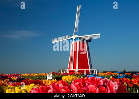 Champ de tulipes avec moulin, ampoule de sabots Co., Clackamas Comté (Oregon) Banque D'Images