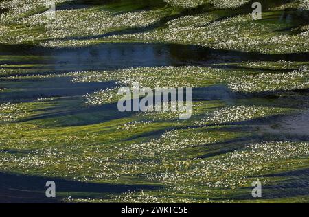 Common Water-Crowfoot Ranunculus aquatilis, en fleur le long de sections de la rivière Tees, Co Durham, juillet Banque D'Images