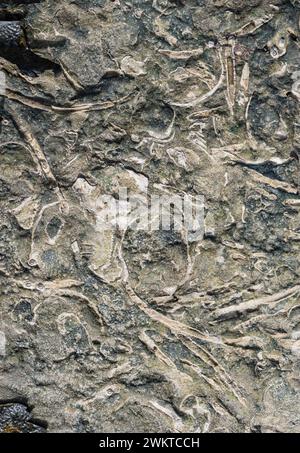 Le fossile debri laisse des motifs et des formes sur les roches côtières de tous les types de crustacés qui y vivaient autrefois, crinoïdes, brachiopodes, corail, staithes, Banque D'Images