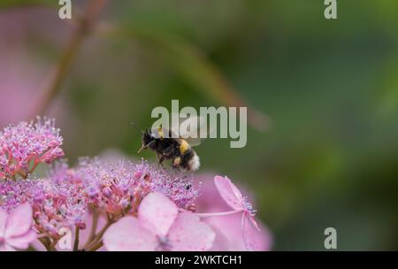 Bourdon à queue blanche Bombus lucorum, avec des sacs pleins de pollen volant pour se nourrir de fleurs d'hortensia dans un jardin, juillet Banque D'Images