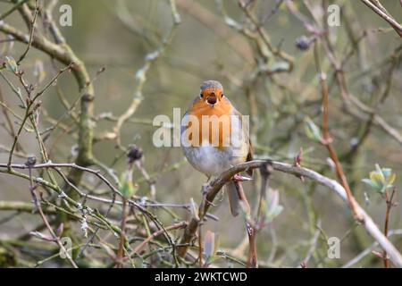 robin européen Erithacus rubecula, chantant, perché dans les bois, février. Banque D'Images