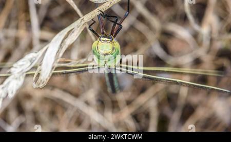 Emperor Dragonfly Anax imperator, image macro, vue de dessus de l'insecte finissant un repas avec la lèvre inférieure toujours étendue et les mandibules montrant, landes, Banque D'Images