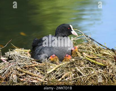 Eurasien Coot Fulica atra, au nid avec des poussins nouvellement éclos, mai. Banque D'Images