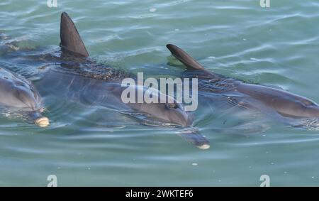 Grands dauphins de Monkey Mia, Australie occidentale Banque D'Images