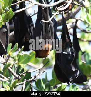 Petits Red Flying-Foxes reposant dans les arbres Banque D'Images