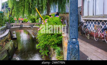 Le canal longeant Perry Road dans la ville portuaire de Shimoda, préfecture de Shizuoka, au Japon, est orné d'hortensias vibrantes et de saules pleureurs Banque D'Images