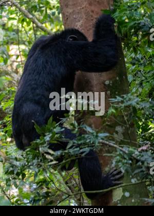 Chimpanzé dans la gorge de Kyambura, dans la partie orientale du parc national Queen Elizabeth en Ouganda. Banque D'Images
