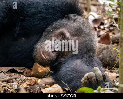 Chimpanzé dans la gorge de Kyambura, dans la partie orientale du parc national Queen Elizabeth en Ouganda. Banque D'Images