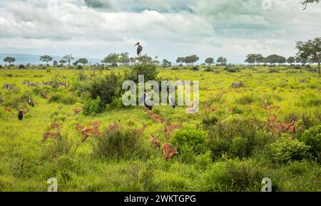 Grand troupeau d'Impala avec zèbres des plaines et cigognes marabou dans le parc national de Mikumi, Tanzanie. Banque D'Images