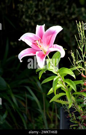 Stargazer Lilies (Lilium) dans Garden Cotswolds Oxfordshire Angleterre royaume-uni Banque D'Images