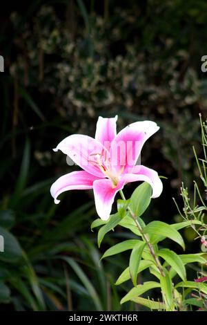 Stargazer Lilies (Lilium) dans Garden Cotswolds Oxfordshire Angleterre royaume-uni Banque D'Images