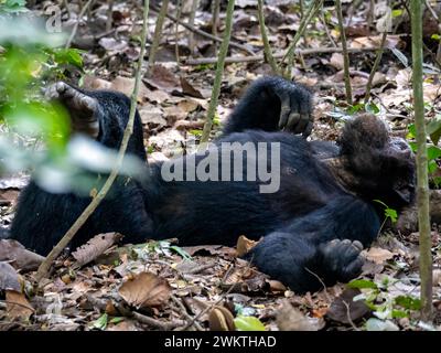 Chimpanzé dans la gorge de Kyambura, dans la partie orientale du parc national Queen Elizabeth en Ouganda. Banque D'Images