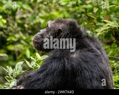 Chimpanzé dans la gorge de Kyambura, dans la partie orientale du parc national Queen Elizabeth en Ouganda. Banque D'Images