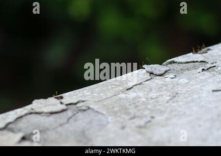 rebord de fenêtre, détail du béton endommagé par le temps en raison de l'exposition aux agents atmosphériques, causant des fissures, écaillage, détérioration du béton. Banque D'Images