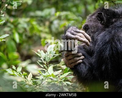 Chimpanzé dans la gorge de Kyambura, dans la partie orientale du parc national Queen Elizabeth en Ouganda. Banque D'Images