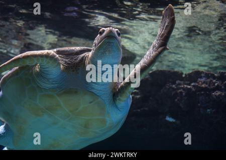 Tortue verte (Chelonia mydas) Banque D'Images