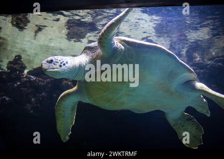 Tortue verte (Chelonia mydas) Banque D'Images