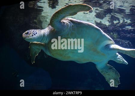 Tortue verte (Chelonia mydas) Banque D'Images