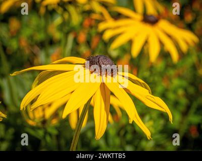 Fleurs jaunes de Rudbeckia Goldsturm poussant dans un jardin britannique Banque D'Images
