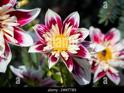 Dahlia 'Fashion Monger' avec ses pétales rouge, rose foncé et blanc. Banque D'Images