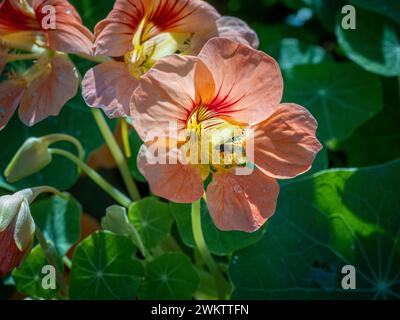 Mouche pollinisant une fleur de Nasturtium 'Salmon Baby'. Banque D'Images