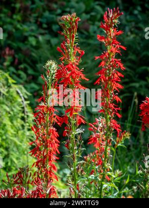 Fleurs cardinales rouges poussant dans un jardin britannique. Banque D'Images