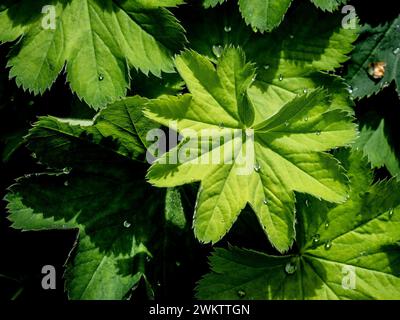 Gouttelettes d'eau ressemblant à des diamants sur les feuilles en éventail d'Alchemilla Mollis. Banque D'Images