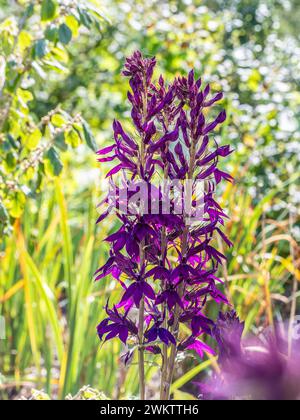 Gros plan de fleurs cardinales violettes en fleurs Banque D'Images