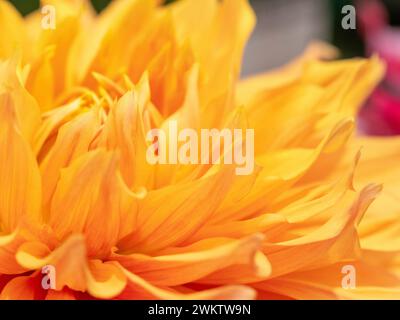 Résumé en gros plan de Dahlia « Big Brother » Banque D'Images