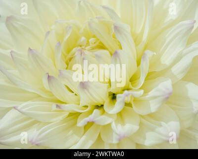 Gros plan du centre d'un dahlia avec des pétales blancs aux pointes violettes pâles. Banque D'Images