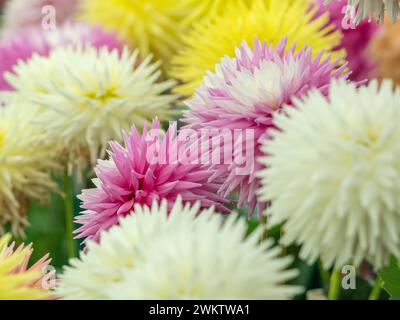 Dahlias de cactus en rose, blanc et jaune exposés au Harrogate Flower Show. North Yorkshire, Royaume-Uni Banque D'Images